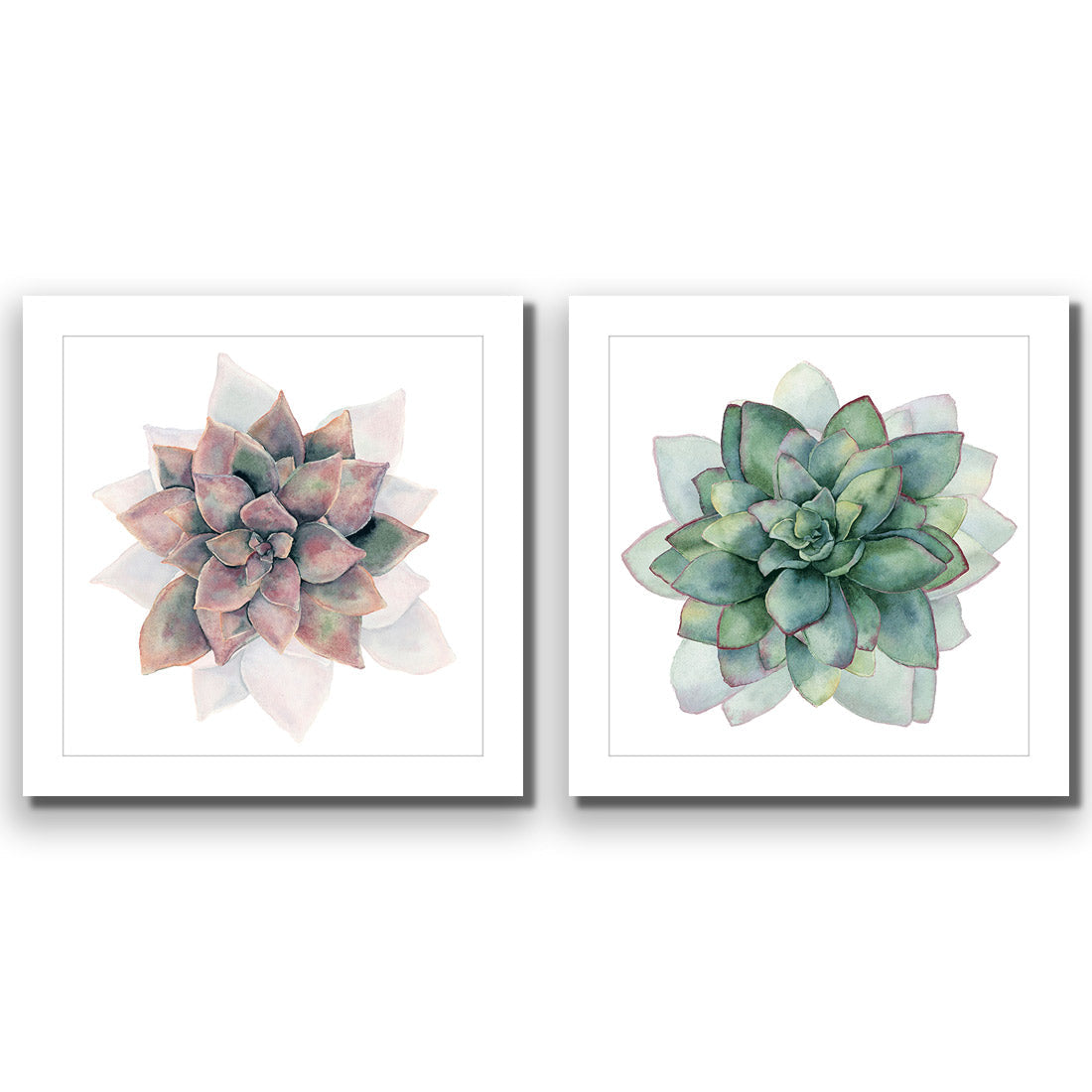 Succulent Rosette Perfect Pair