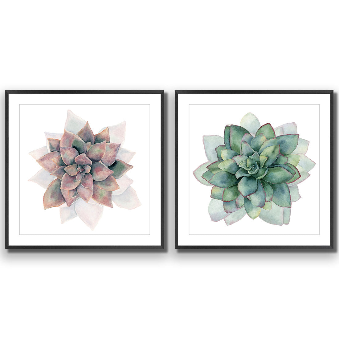 Succulent Rosette Perfect Pair