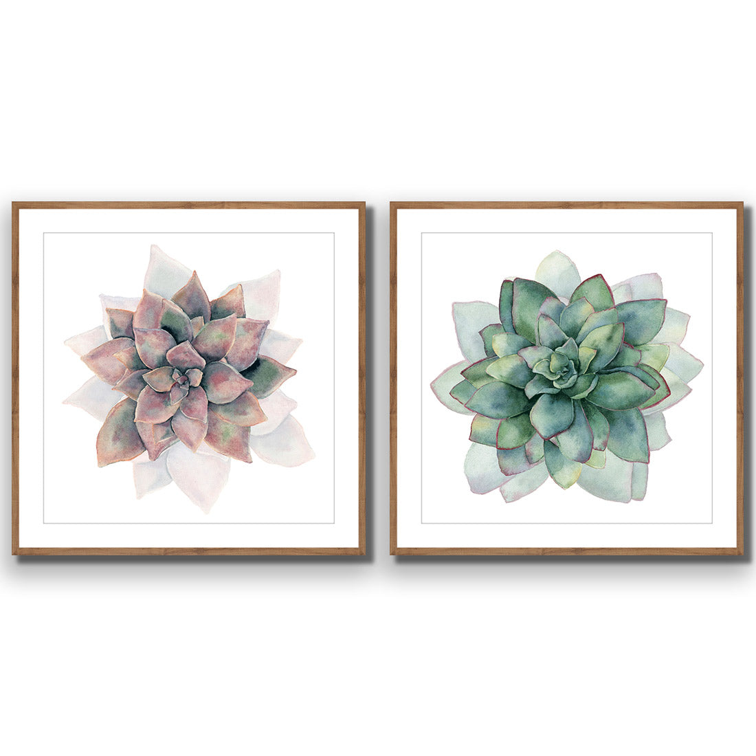 Succulent Rosette Perfect Pair