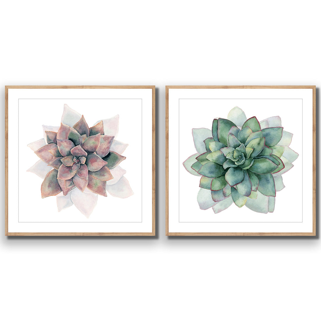 Succulent Rosette Perfect Pair