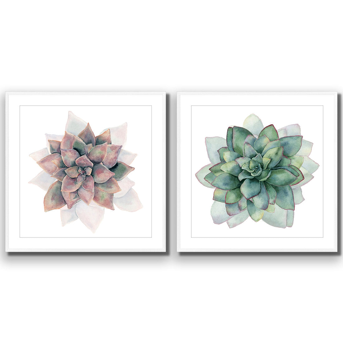 Succulent Rosette Perfect Pair