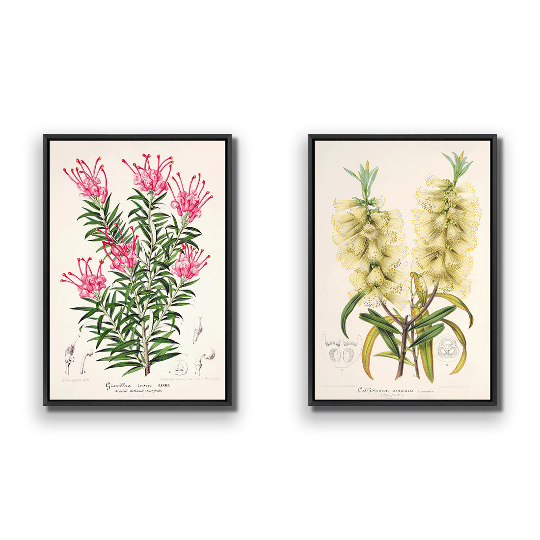 Botanical Illustration Perfect Pair