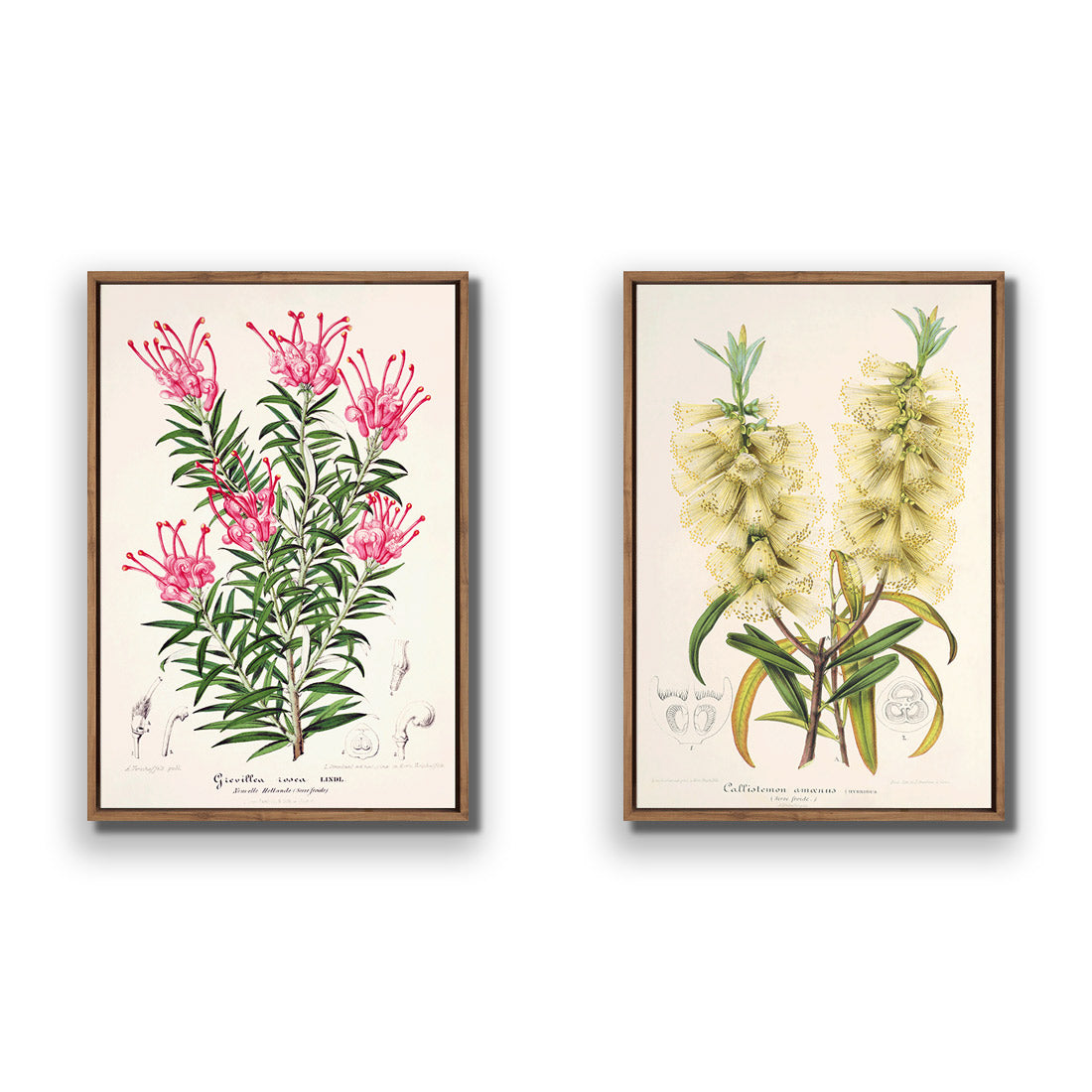 Botanical Illustration Perfect Pair