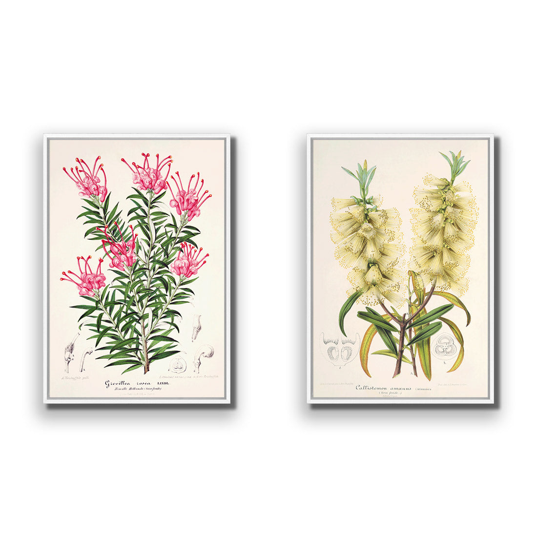 Botanical Illustration Perfect Pair