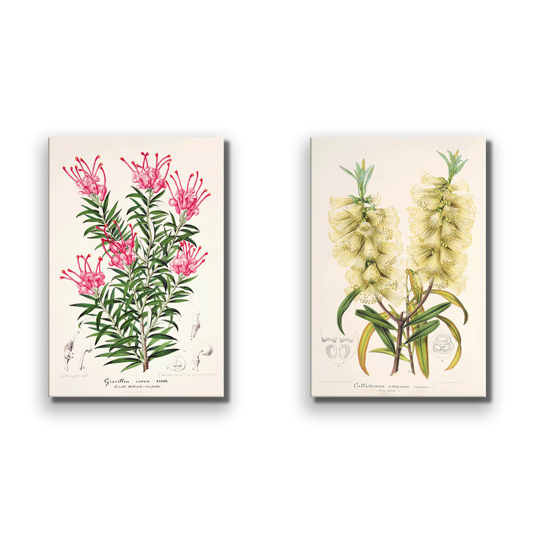 Botanical Illustration Perfect Pair