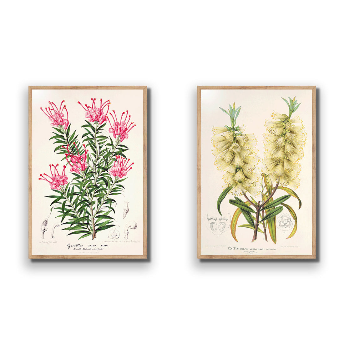 Botanical Illustration Perfect Pair