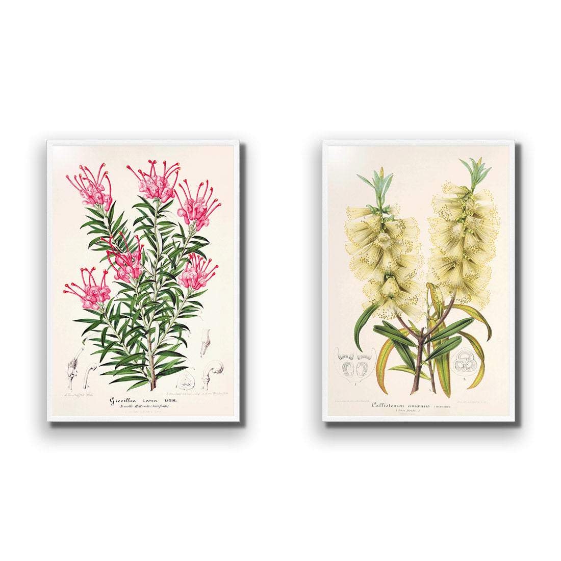 Botanical Illustration Perfect Pair