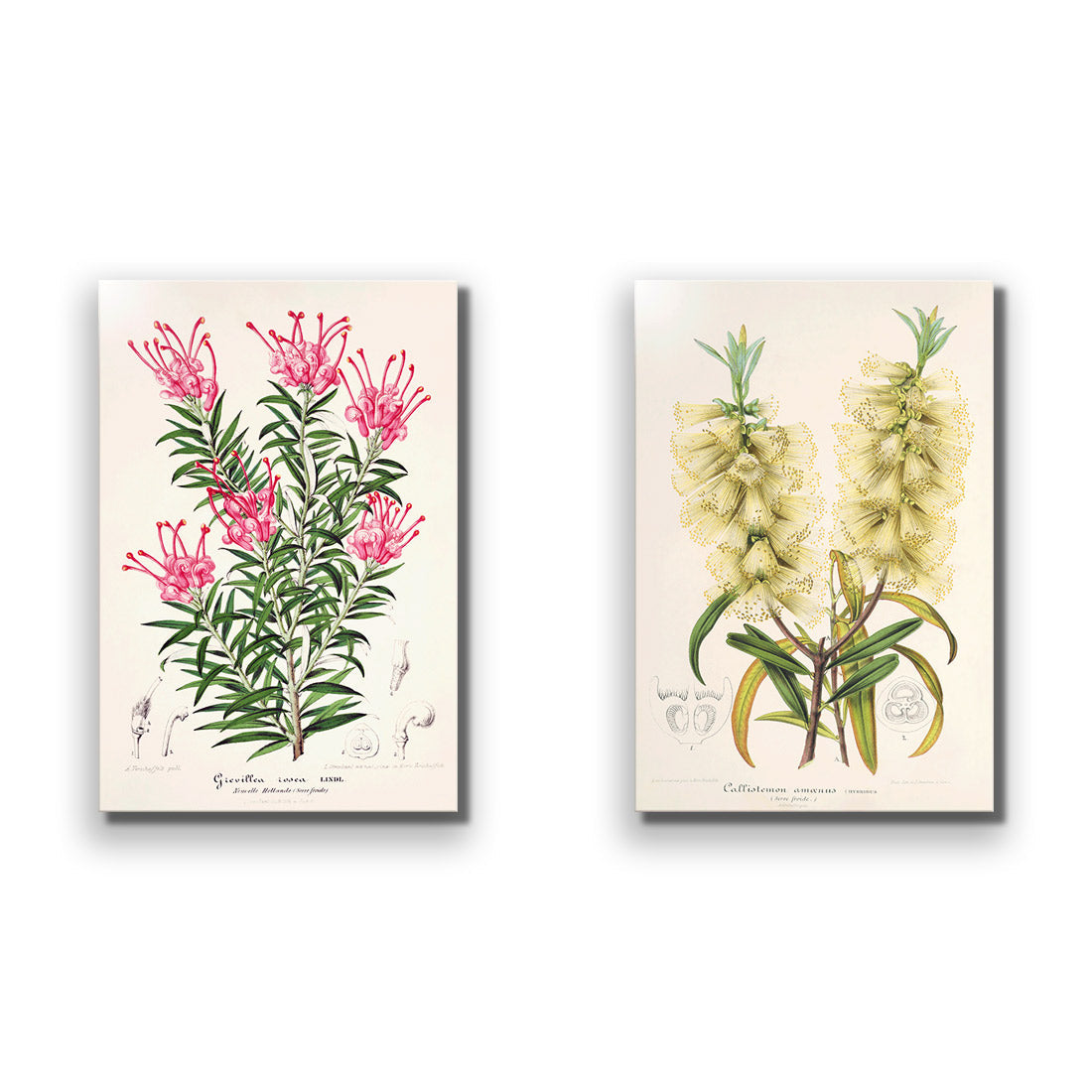 Botanical Illustration Perfect Pair