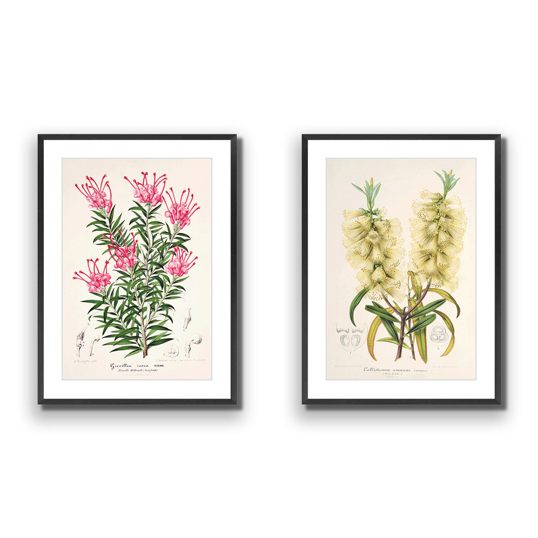 Botanical Illustration Perfect Pair