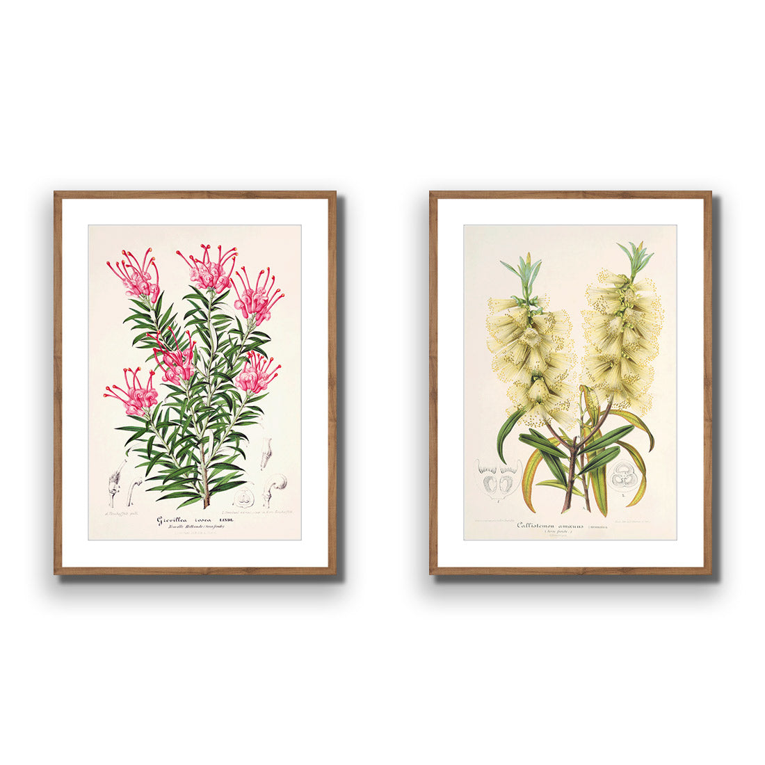 Botanical Illustration Perfect Pair