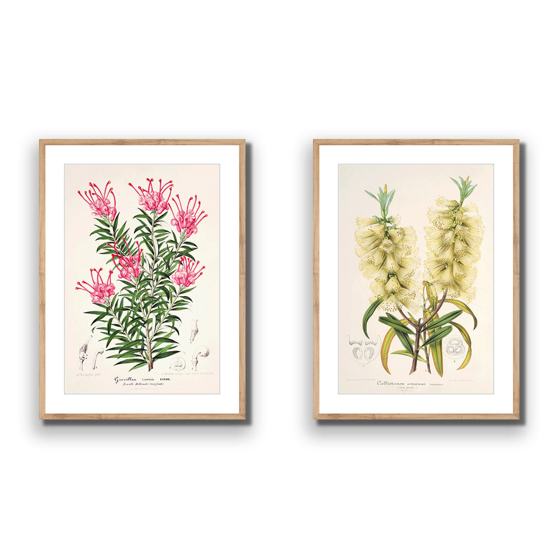 Botanical Illustration Perfect Pair