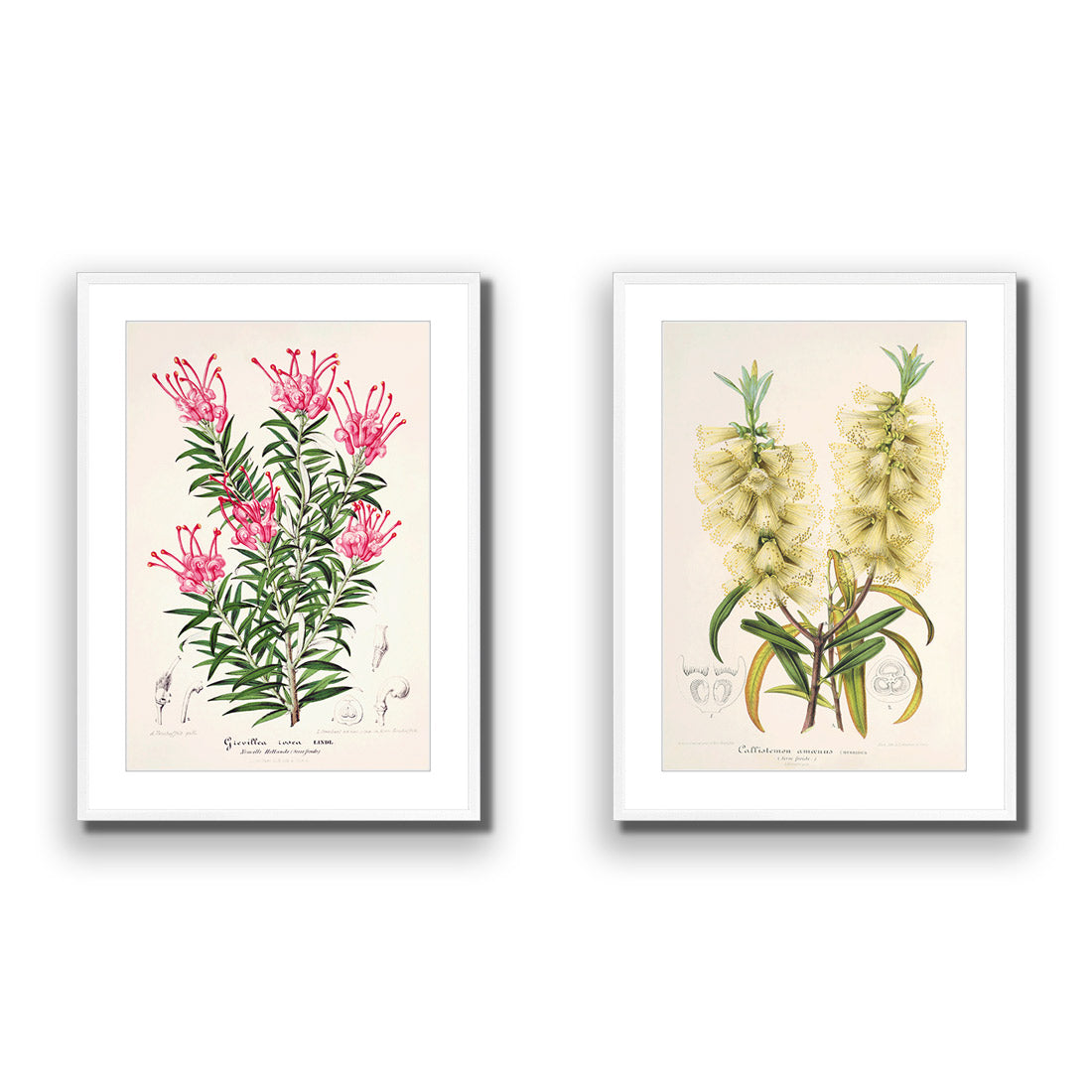 Botanical Illustration Perfect Pair