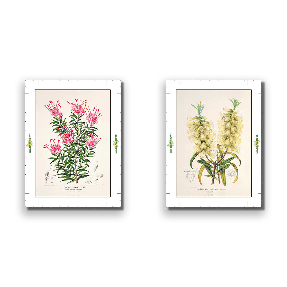 Botanical Illustration Perfect Pair