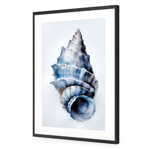Watercolour Shell III | Classic Acrylic | Flat Frame With Border | Black
