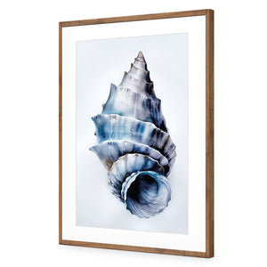 Watercolour Shell III | Classic Acrylic | Flat Frame With Border | Natural