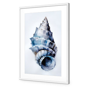 Watercolour Shell III | Classic Acrylic | Flat Frame With Border | White
