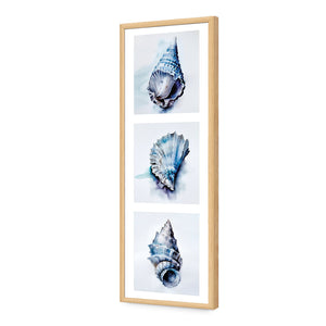Watercolour Shell Montage | Classic Acrylic | Flat Frame No Border | Oak