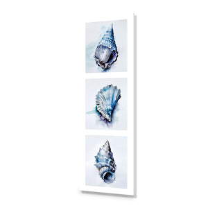 Watercolour Shell Montage | Classic Acrylic | No Frame No Border