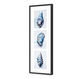 Watercolour Shell Montage | Classic Acrylic | Flat Frame With Border | Black