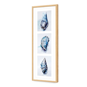 Watercolour Shell Montage | Classic Acrylic | Flat Frame With Border | Oak