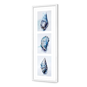 Watercolour Shell Montage | Classic Acrylic | Flat Frame With Border | White