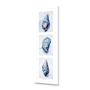 Watercolour Shell Montage | Classic Acrylic | No Frame With Border