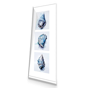 Watercolour Shell Montage | Classic Canvas | No Frame | Rolled Canvas
