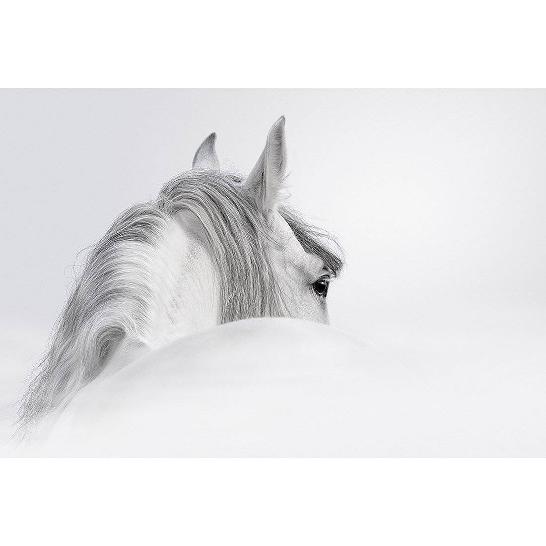 Andalusian Horse In The Mist