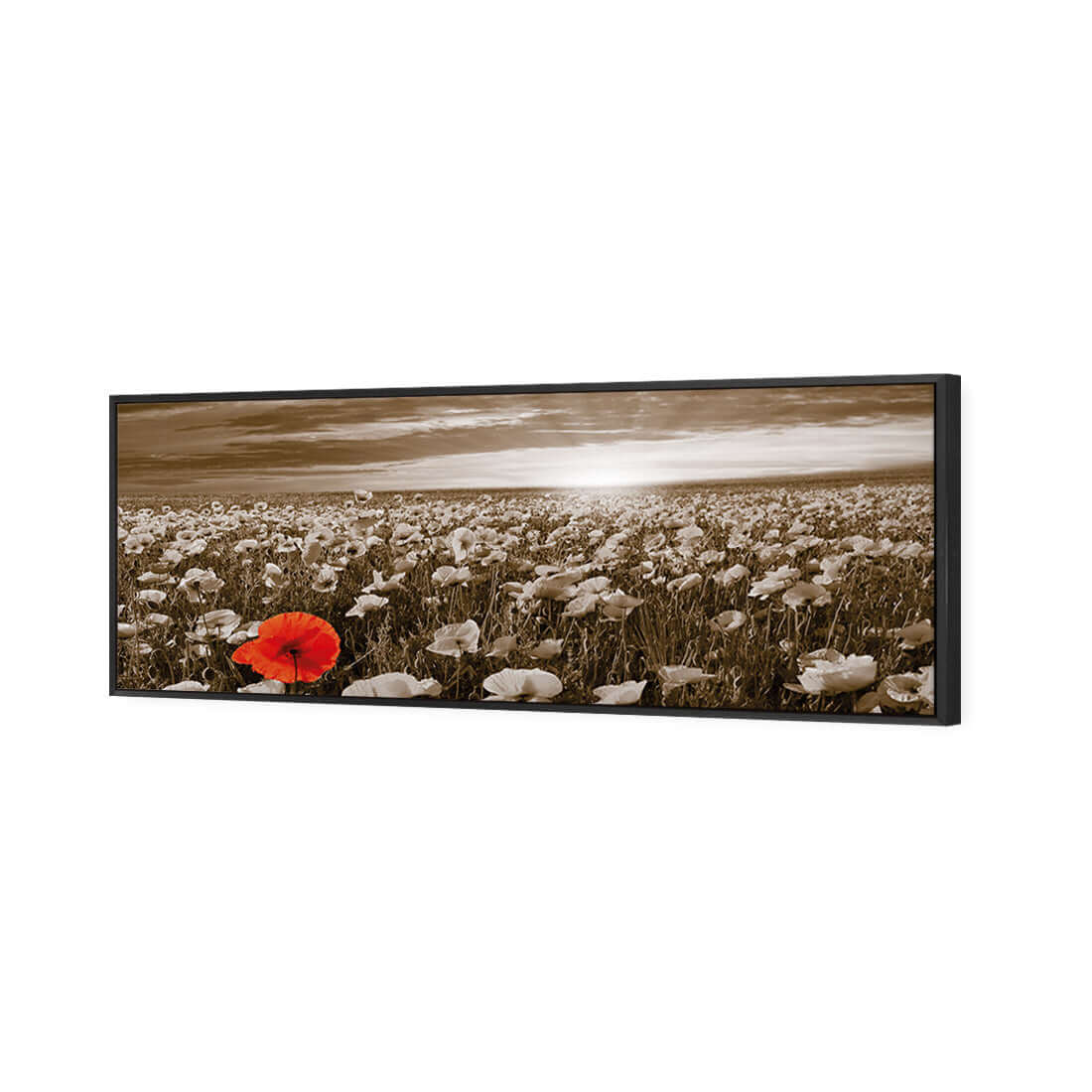 Anzac Poppy Field, Sepia (long) - Wall Art Designs - 754_CL_H WAD_CP - MPY - 260 - M - S - S_60x20_S - 1550 - BLK