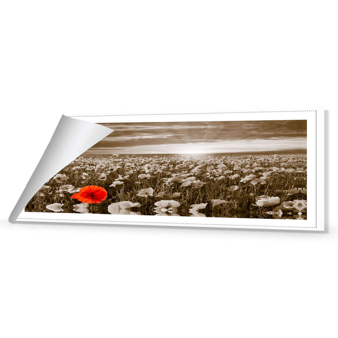 Anzac Poppy Field, Sepia (long) - Wall Art Designs - 754_CL_H WAD_CP - MPY - 260 - M - R_60x20_NONE