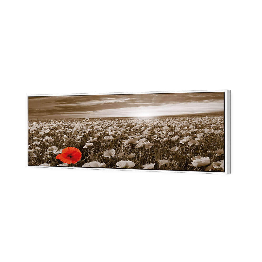 Anzac Poppy Field, Sepia (long) - Wall Art Designs - 754_CL_H WAD_CP - MPY - 260 - M - S - S_60x20_S - 1550 - WHT