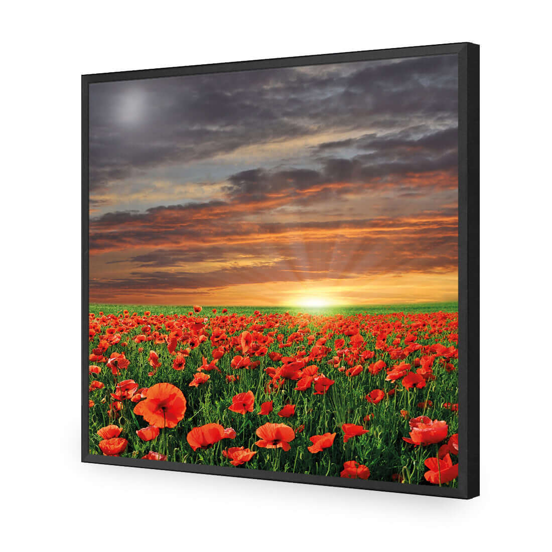 Anzac Poppy Field (square) - Wall Art Designs - 754_AS_Q WAD_AP - 030 - EDG_37x37_S - 2538 - BLK