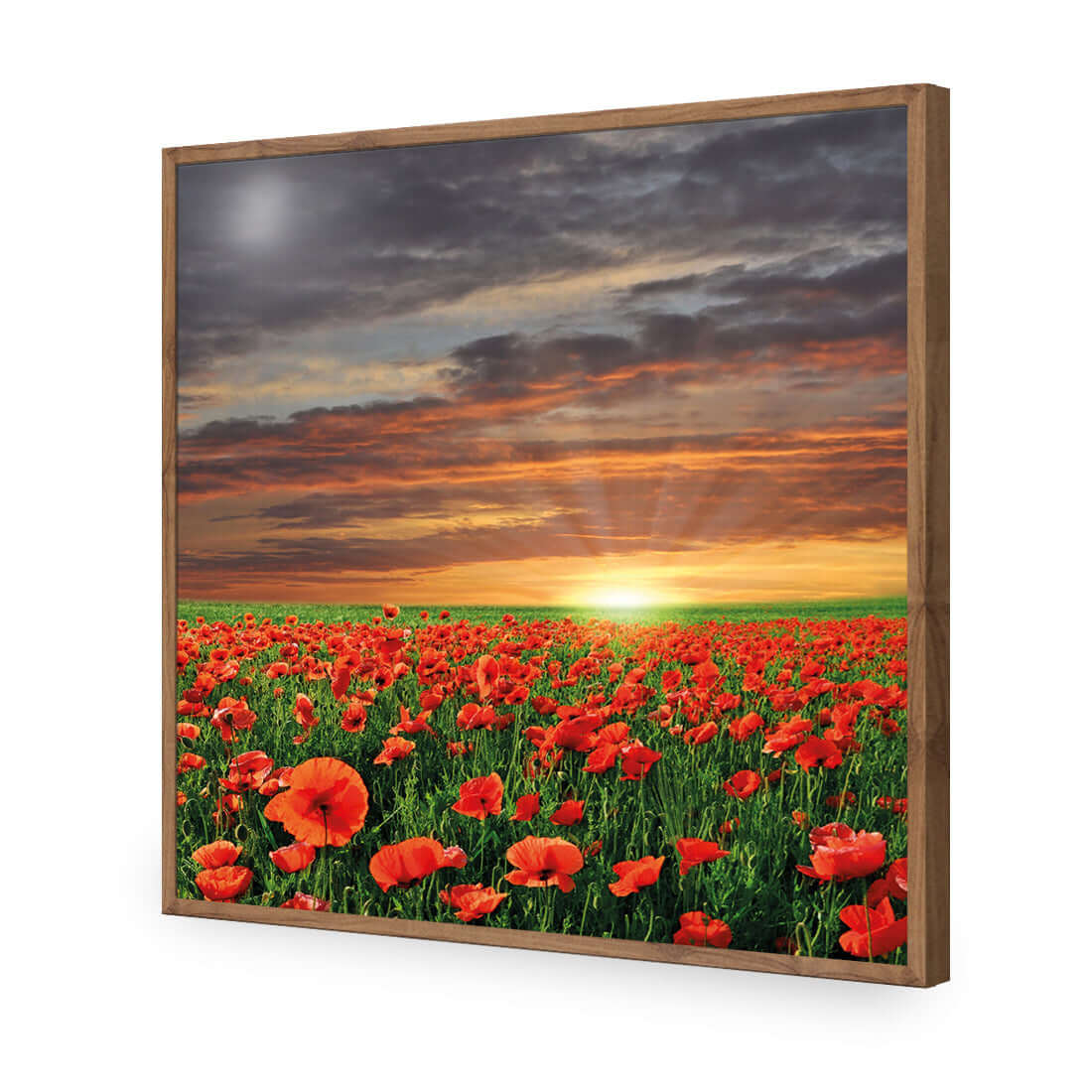 Anzac Poppy Field (square) - Wall Art Designs - 754_AS_Q WAD_AP - 030 - EDG_37x37_S - 2538 - NAT