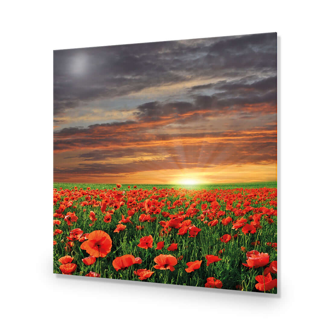 Anzac Poppy Field (square) - Wall Art Designs - 754_AS_Q WAD_AP - 030 - EDG_37x37_NONE