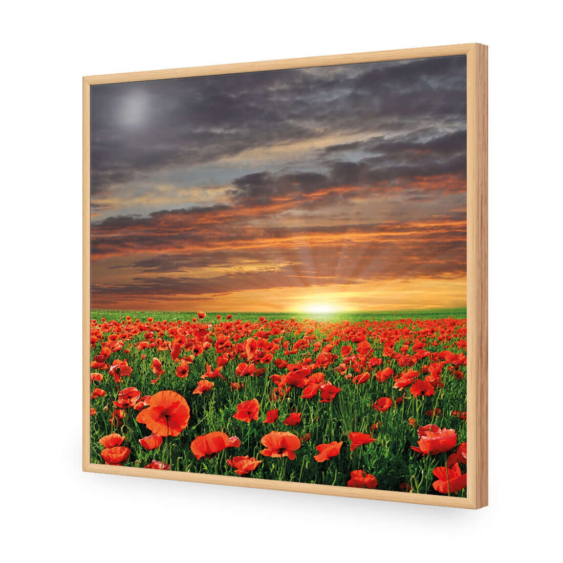 Anzac Poppy Field (square) - Wall Art Designs - 754_AS_Q WAD_AP - 030 - EDG_37x37_S - 2538 - OAK