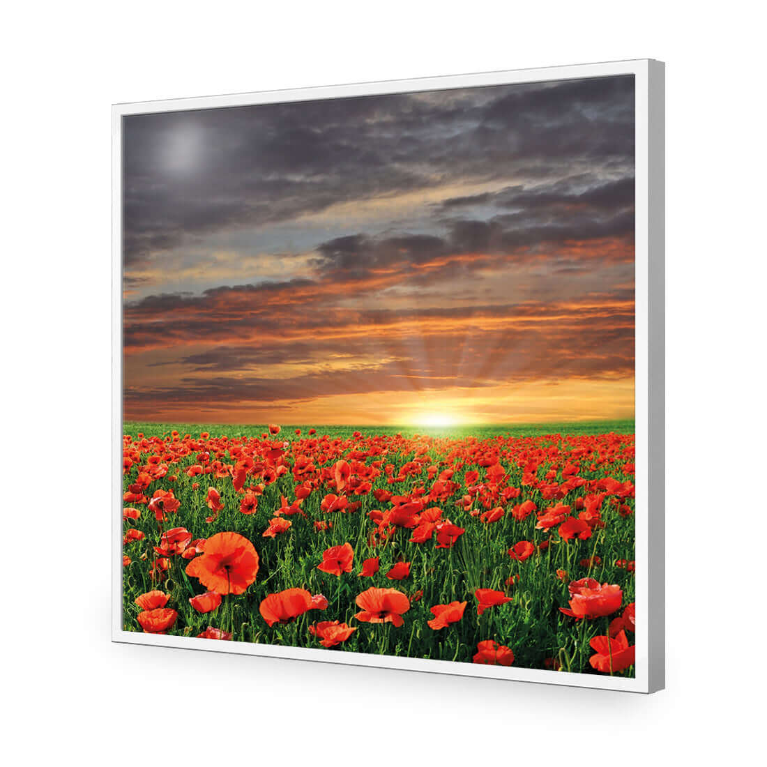 Anzac Poppy Field (square) - Wall Art Designs - 754_AS_Q WAD_AP - 030 - EDG_37x37_S - 2538 - WHT