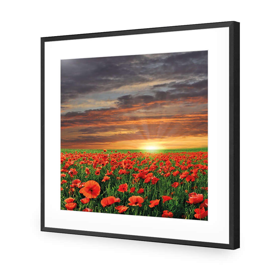 Anzac Poppy Field (square) - Wall Art Designs - 754_AS_Q WAD_AP - 030 - MAT_37x37_S - 2538 - BLK