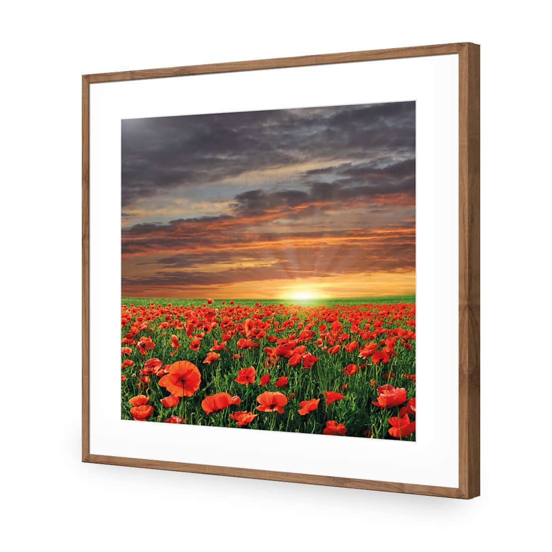 Anzac Poppy Field (square) - Wall Art Designs - 754_AS_Q WAD_AP - 030 - MAT_37x37_S - 2538 - NAT