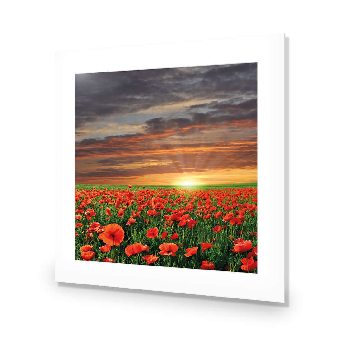 Anzac Poppy Field (square) - Wall Art Designs - 754_AS_Q WAD_AP - 030 - MAT_37x37_NONE