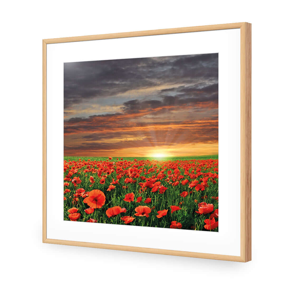 Anzac Poppy Field (square) - Wall Art Designs - 754_AS_Q WAD_AP - 030 - MAT_37x37_S - 2538 - OAK