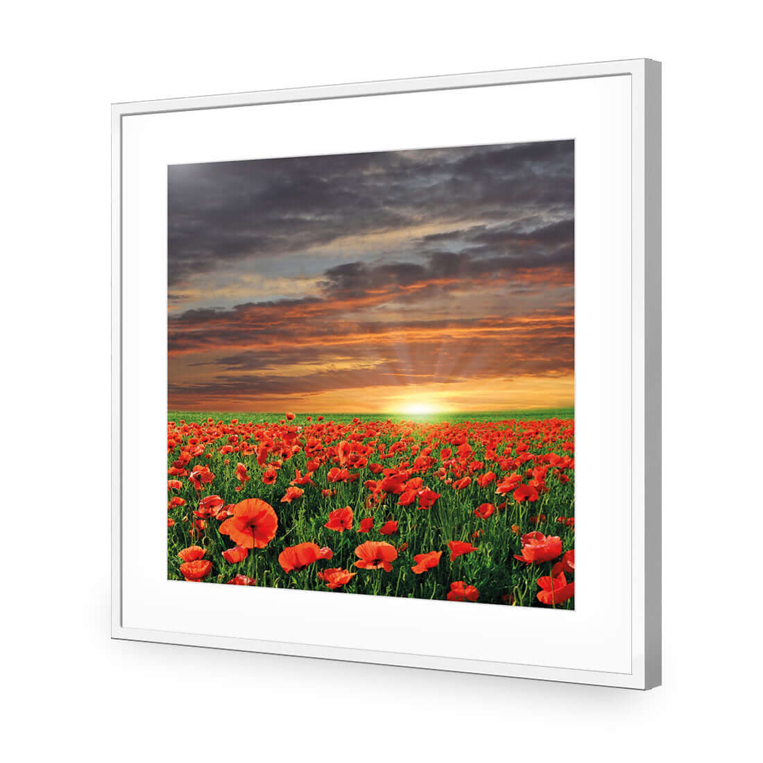 Anzac Poppy Field (square) - Wall Art Designs - 754_AS_Q WAD_AP - 030 - MAT_37x37_S - 2538 - WHT