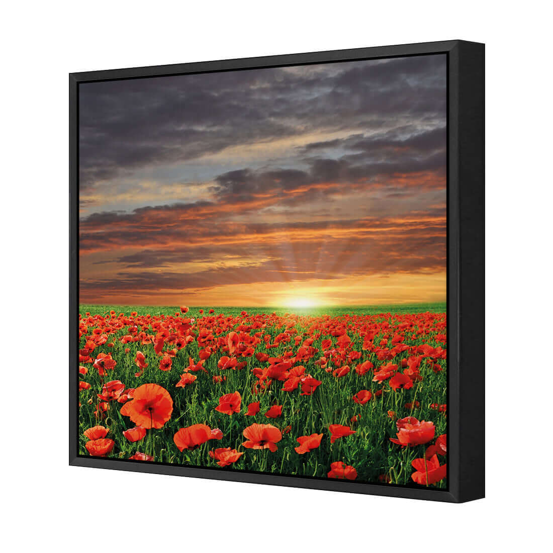 Anzac Poppy Field (square) - Wall Art Designs - 754_AS_Q WAD_CP - MPY - 260 - M - S - S_37x37_S - 1550 - BLK