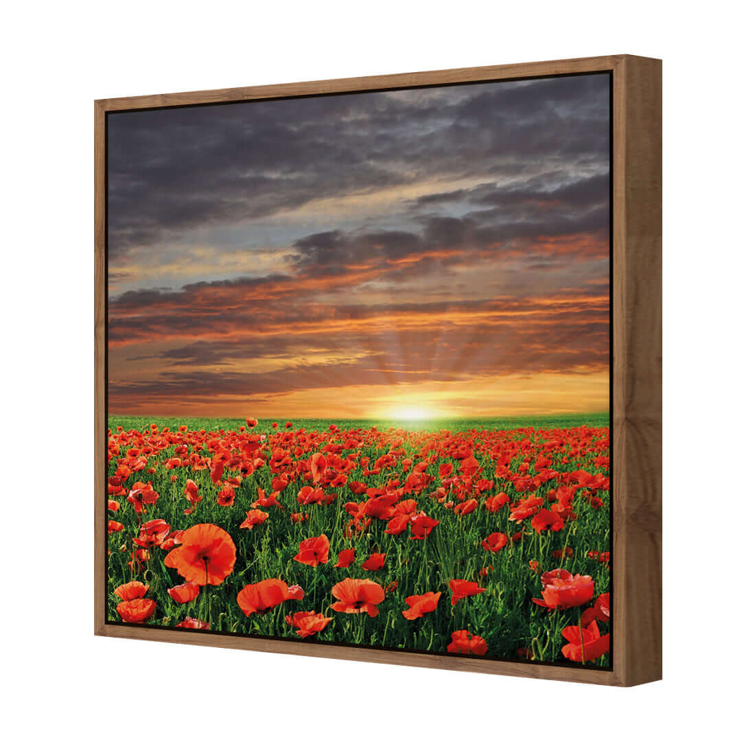 Anzac Poppy Field (square) - Wall Art Designs - 754_AS_Q WAD_CP - MPY - 260 - M - S - S_37x37_S - 1550 - NAT