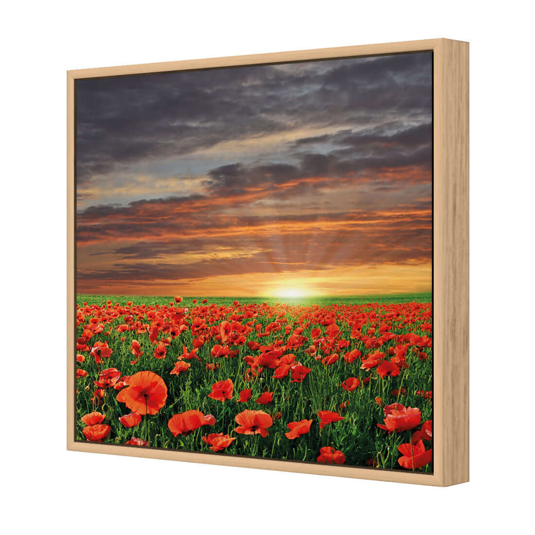 Anzac Poppy Field (square) - Wall Art Designs - 754_AS_Q WAD_CP - MPY - 260 - M - S - S_37x37_S - 1550 - OAK