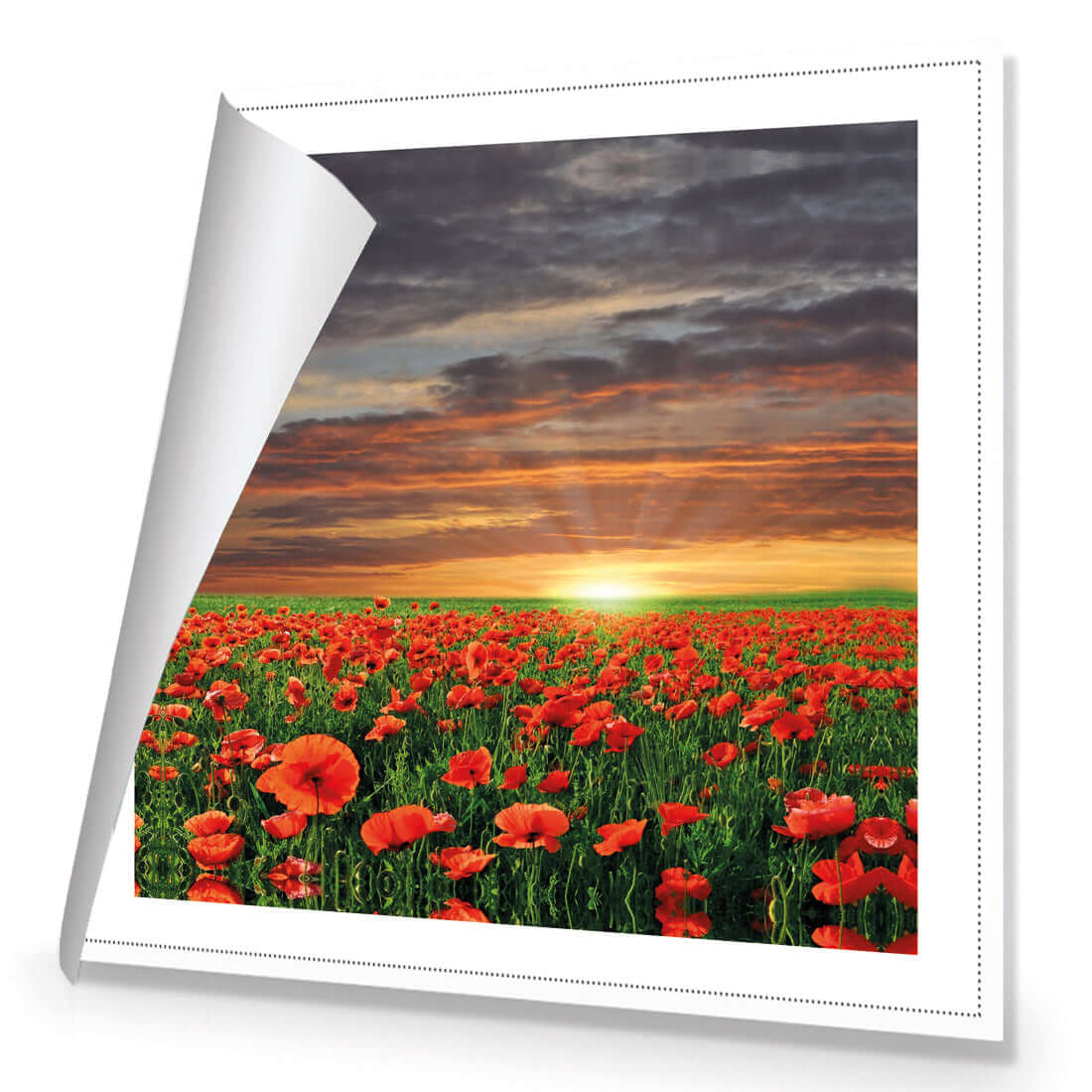 Anzac Poppy Field (square) - Wall Art Designs - 754_AS_Q WAD_CP - MPY - 260 - M - R_37x37_NONE