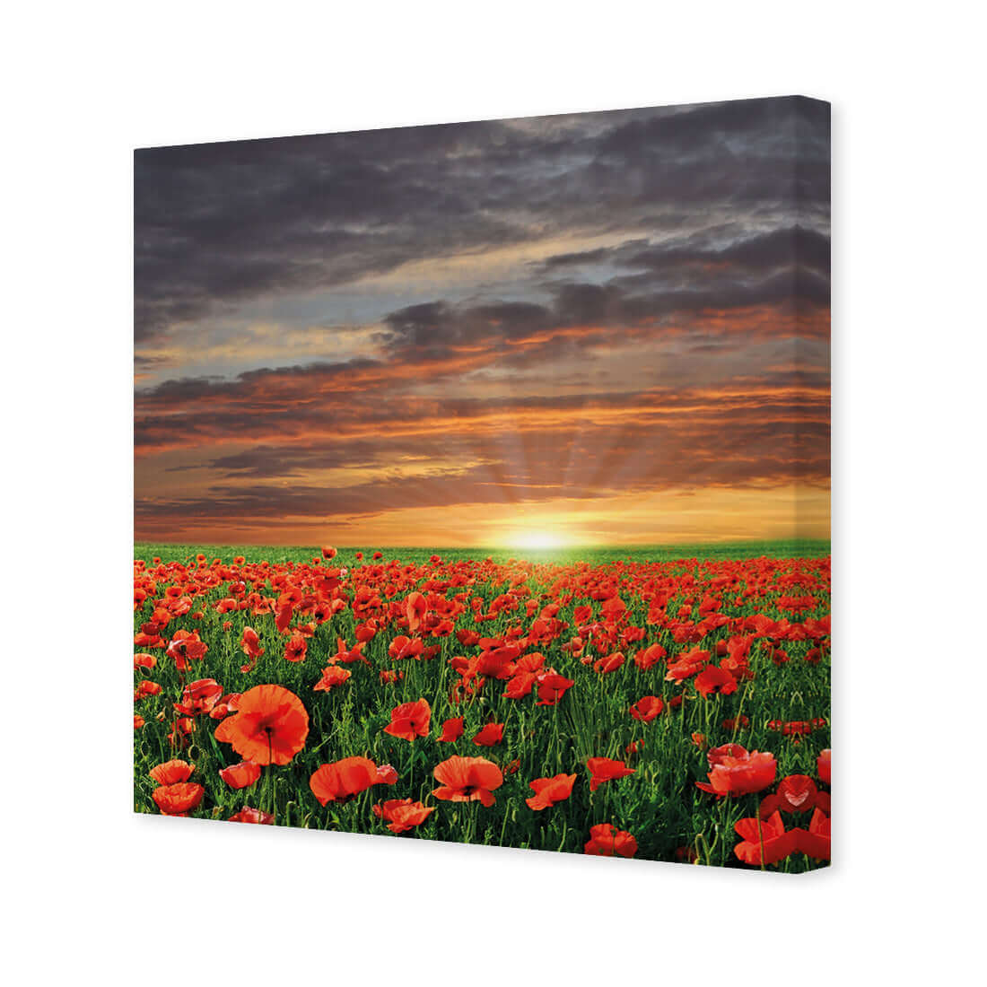 Anzac Poppy Field (square) - Wall Art Designs - 754_AS_Q WAD_CP - MPY - 260 - M - S - S_37x37_NONE