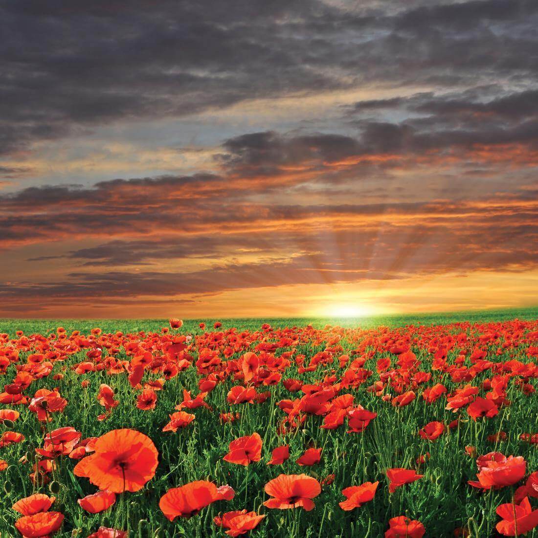 Anzac Poppy Field (square) - Wall Art Designs - 754_AS_Q WAD_CP - MPY - 260 - M - S - S_37x37_NONE