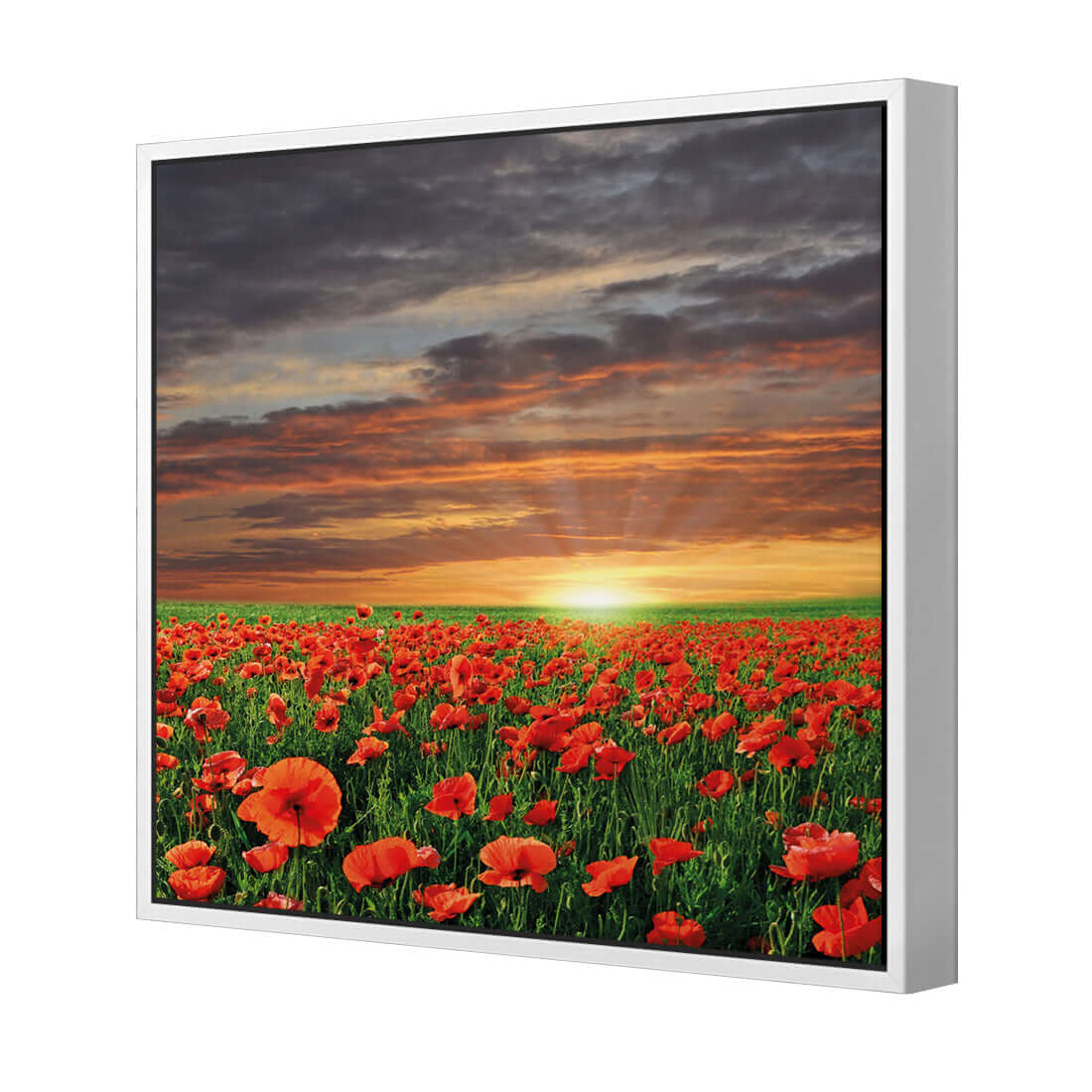 Anzac Poppy Field (square) - Wall Art Designs - 754_AS_Q WAD_CP - MPY - 260 - M - S - S_37x37_S - 1550 - WHT