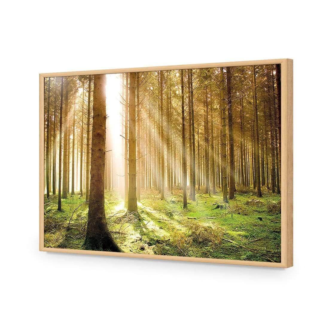 Autumn Pine Forest | Classic Acrylic | Flat Frame No Border | Oak