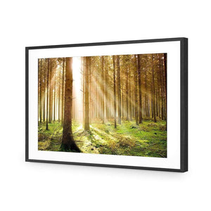 Autumn Pine Forest | Classic Acrylic | Flat Frame With Border | Black